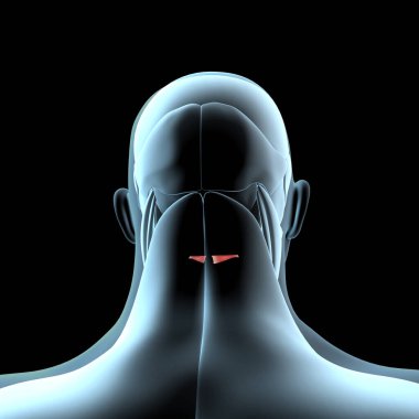 This 3d illustration shows a view of the obliquus capitis inferior muscles on xray musculature