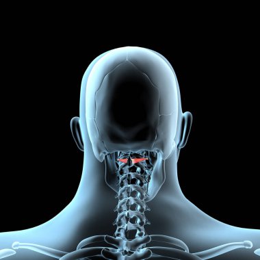 This 3d illustration shows the Obliquus capitis inferior muscles anatomical position on xray body