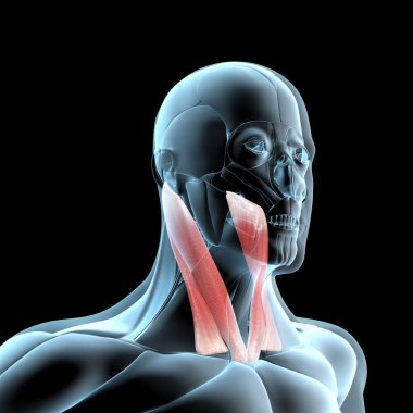 Bu 3D çizim, x ışını kas yapısındaki sternokleidomastoid kasların görüntüsünü gösterir.