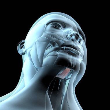 Bu 3D illüstrasyon, xray kas yapısındaki geniohyoid kasların görüntüsünü gösterir