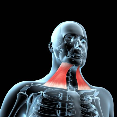 Bu 3d illüstrasyon x ışını gövdesinde platysma kaslarının anatomik pozisyonunu gösterir