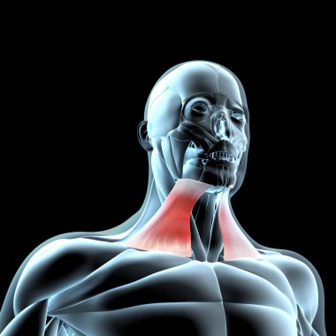 Bu 3D çizim x ışını kas yapısındaki platysma kaslarının görüntüsünü gösterir