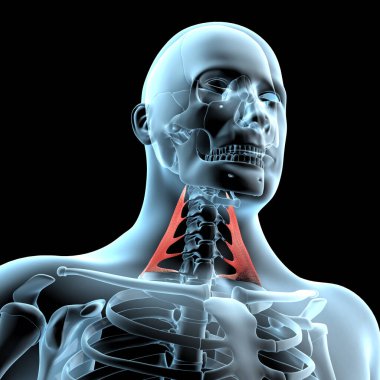 Bu 3D çizim, kafa derisi orta kasların röntgen vücudundaki anatomik pozisyonunu gösteriyor.