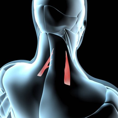 Bu 3D çizim, x ışını kas yapısındaki kafa derisinin arka kaslarının görüntüsünü gösteriyor.