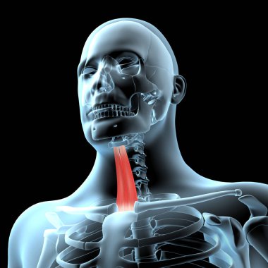 Bu 3D illüstrasyon, sternohyoid kasların röntgen vücudundaki anatomik pozisyonunu gösteriyor.