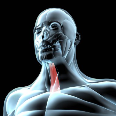 Bu 3D çizim, röntgen kas yapısındaki sternohyoid kasların görüntüsünü gösterir.