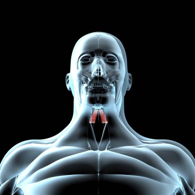 Bu 3D illüstrasyon x ışını kas yapısındaki tirohyoid kasların görüntüsünü gösterir.