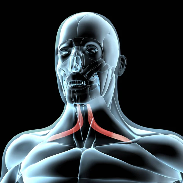 Bu 3D illüstrasyon, x ışını kas yapısındaki omohyoid kasların görüntüsünü gösterir.