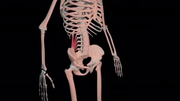 Трехмерная Анимация Показывает Четырехмерные Поясничные Мышцы Полном Цикле Вращения Скелете — стоковое видео