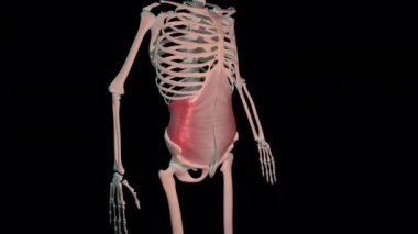 Bu 3D animasyon, insan iskeletinde transversus abdominis kaslarının tam döngü döngüsünü gösteriyor.