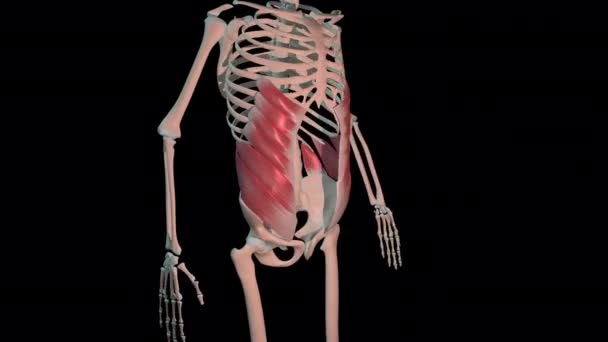 この3Dアニメーションは 人間の骨格上の完全な回転ループにおける外的Obliquus腹筋を示しています — ストック動画