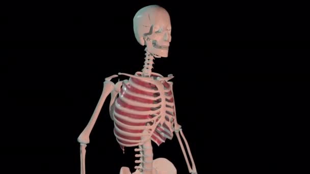 この3Dアニメーションは ヒトの骨格上の完全な回転ループにおける外部費用の腹筋を示しています — ストック動画