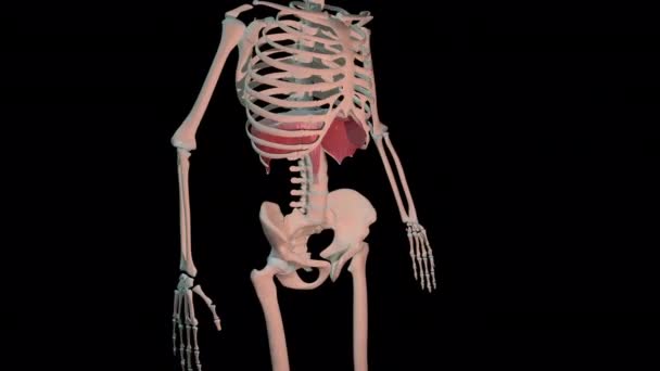 Esta Animación Muestra Los Músculos Abdominales Del Diafragma Bucle Rotación — Vídeo de stock