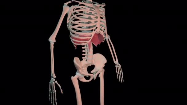 Tato 3D animace ukazuje membrány břišní svaly v plné rotaci smyčky na lidské kostře