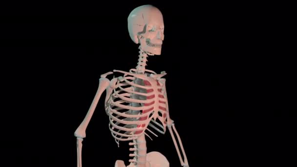 Esta Animación Muestra Los Músculos Internos Del Abdomen Intercostal Bucle — Vídeo de stock