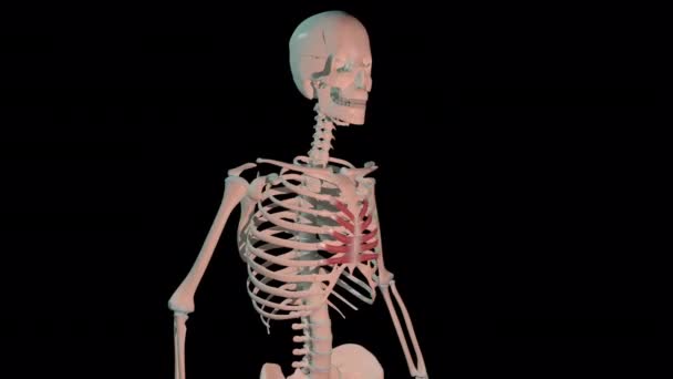 Animáció Mutatja Transversus Thoracis Izmok Teljes Forgás Hurkot Emberi Csontváz — Stock videók