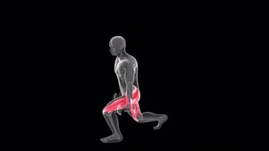 Bu 3D animasyon, bir röntgencinin alternatif ön hamleler yaptığını gösteriyor. 2 dambıl
