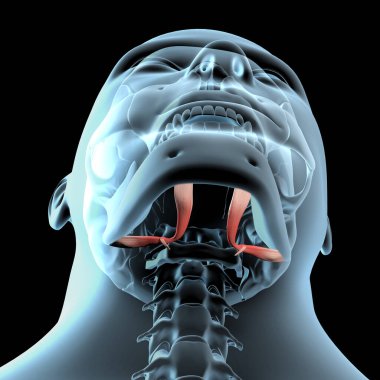 Bu 3D çizim x-ışını gövdesinde digastrik kasların anatomik pozisyonunu gösterir