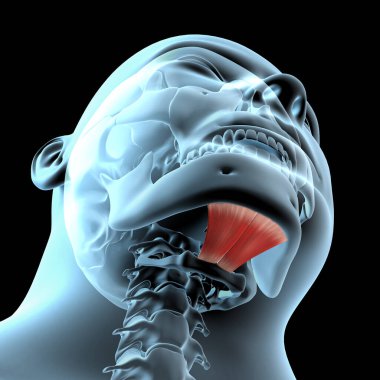 Bu 3D illüstrasyon, milohyoid kasların röntgen vücudundaki anatomik pozisyonunu gösteriyor.