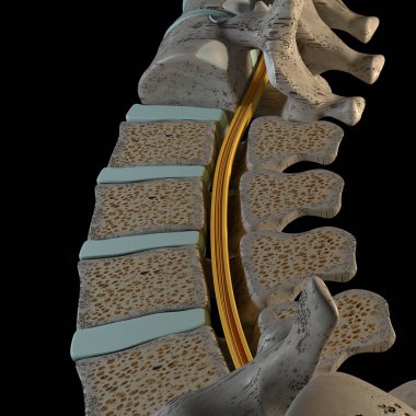 This is a 3d illustration of vertebral column section on black background