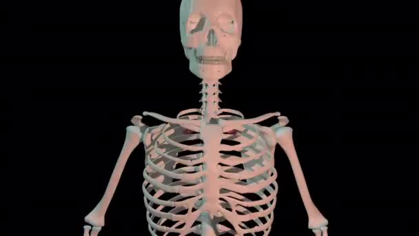 Animation Shows Rhomboid Minor Muscles Full Rotation Loop Human Skeleton — ストック動画