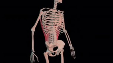 Bu 3D animasyon, insan iskeletinde tam dönüşümlü latissimus dorsi kaslarını gösteriyor.