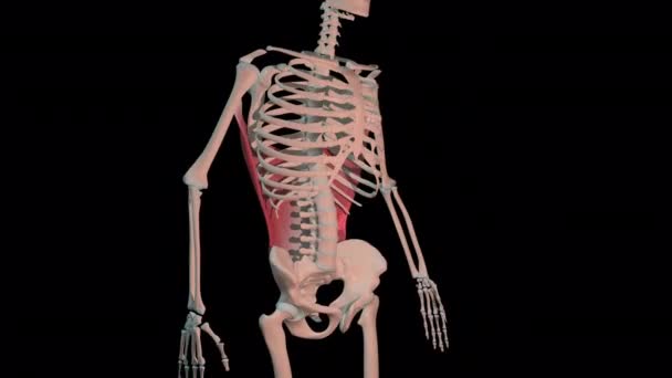 Diese Animation Zeigt Die Muskeln Des Latissimus Dorsi Voller Rotationsschleife — Stockvideo