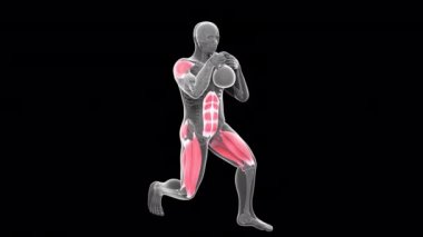 Bu 3D animasyon bir röntgencinin Kettlebell Globet statik hamlesini yaptığını gösteriyor.