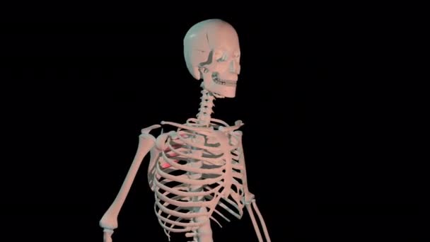 この3Dアニメーションは ヒトの骨格の完全な回転ループにおけるロモボイドの主要な筋肉を示しています — ストック動画