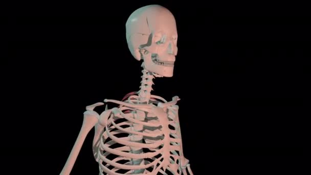 3D动画显示的是人体骨骼上的后背上肌完全旋转的情况 — 图库视频影像