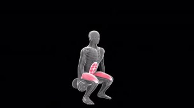 This 3d animation shows an xray man performing double dumbbell squat