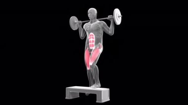 This 3d animation shows an xray man performing  dumbbell step up