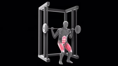 This 3d animation shows an xray man performing  squat multipower
