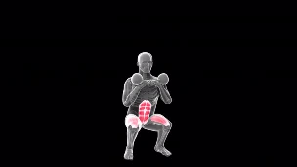 Animation Shows Xray Man Performing Double Kettlebell Squat — Αρχείο Βίντεο