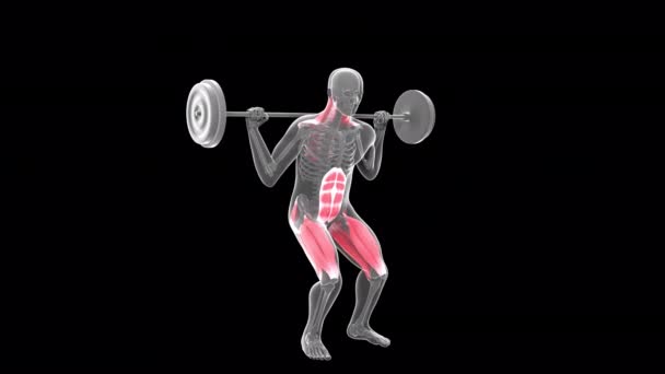 Animation Shows Xray Man Performing Barbell Parallel Squat — Video