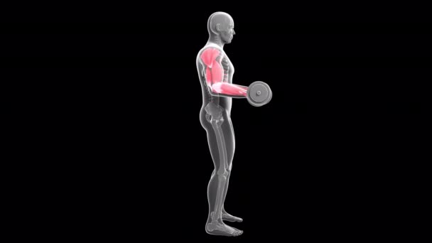 Diese Animation Zeigt Einen Röntgenmann Der Bizeps Locken Mit Hanteln — Stockvideo