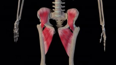 Bu 3D animasyon sırtın yüzeysel kaslarını gösteriyor.