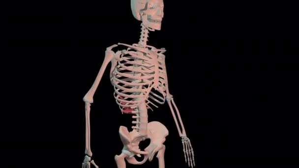 Animacja Pokazuje Serratus Tylnych Mięśni Dolnych Pełnej Pętli Obrotu Szkielecie — Wideo stockowe