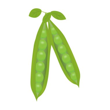 Bu kabuklu bezelyelerin bir çizimi.