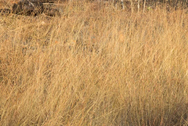 Dry grasslands — Stock Photo, Image