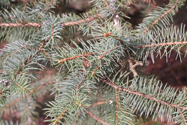 Spruce Spruce Tree Nature Winter Nature — Stock Photo, Image
