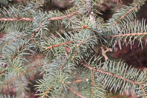 Spar Spar Boom Natuur Winter Natuur — Stockfoto