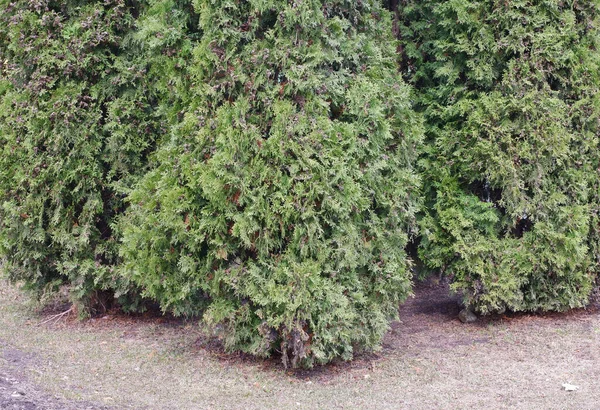 Δέντρο Thuja Κλαδί Δέντρου Φύση Βούρτσες Πράσινοι Φύση Φυτά — Φωτογραφία Αρχείου