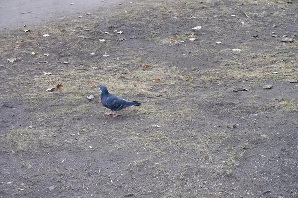 Eine Taube Steht Auf Der Straße Vogel Natur — Stockfoto