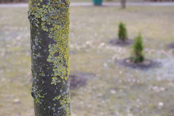 Árvores Sem Folhas Natureza Plantas — Fotografia de Stock