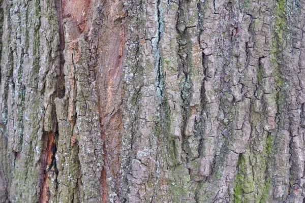 Baumrinde Textur Hintergrund Holzstruktur — Stockfoto