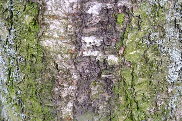 Baumrinde Textur Hintergrund Holzstruktur — Stockfoto