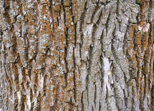 Štěkot Stromu Textura Pozadí Struktura Dřeva — Stock fotografie