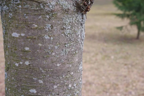 Дерева Листя Природа Рослини — стокове фото