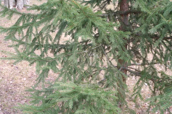 Spruce Spruce Tree Nature Winter Nature — Stock Photo, Image